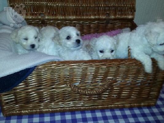 PoulaTo: Bichon κουτάβια frize διαθέσιμο